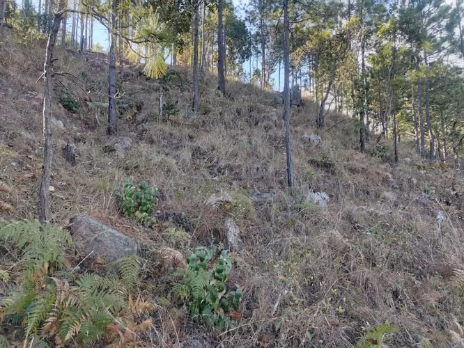 Terreno de: 1,533V cuadradas, negociable.