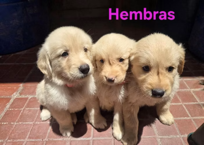 Golden retriever