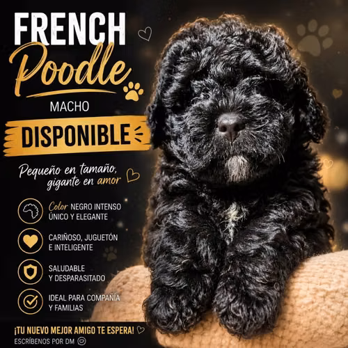 Frenchpoodle toy puros - Imagen 3