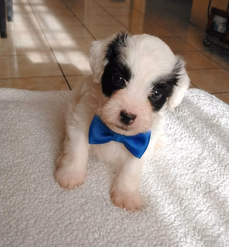 Terrier mini