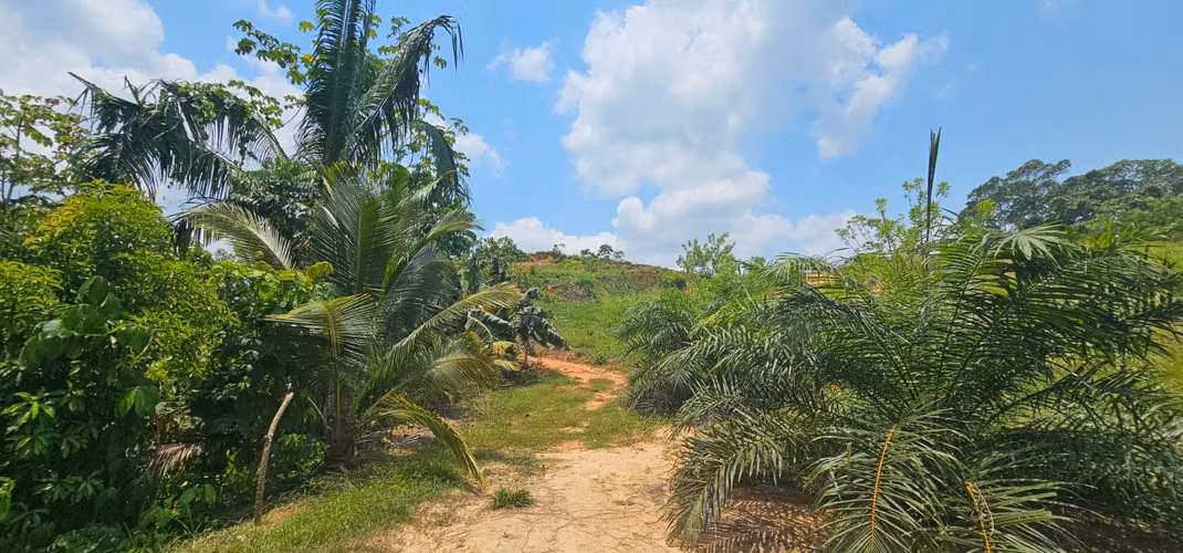 En venta 6 manzanas a Orillas de La CA-13, aldea Barranquilla, municipio de Esparta, Atlántida. - Imagen 4
