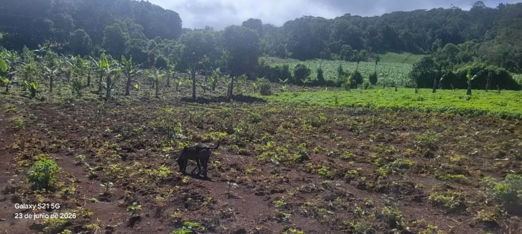 Se vende 2.5 manzanas en EL CERRON YAMARANGUILA - Imagen 3