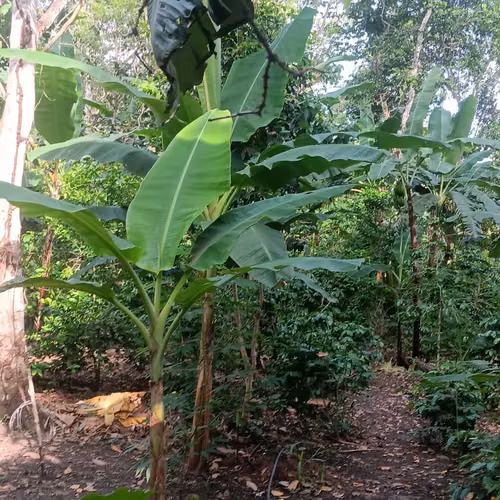 1 manzana de terreno con casa de habitacion - Imagen 2