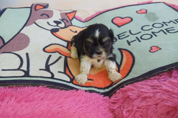 ¡ÚLTIMO 1 CUPO DISPONIBLE! Hermosa cachorrita Shih Tzu línea fina