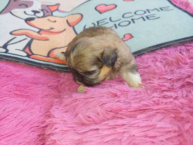 ¡ÚLTIMO 1 CUPO DISPONIBLE! Hermosa cachorrita Shih Tzu línea fina