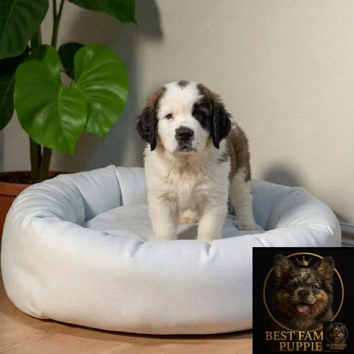 Cachorro San Bernardo Premium