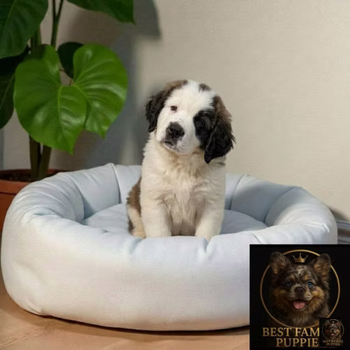Cachorro San Bernardo Premium