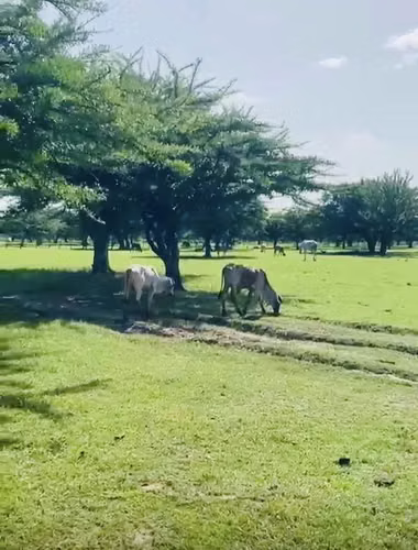 Terreno  (Finca ) De Venta En CHOLUTECA 53 MANZANAS