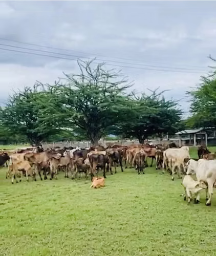 Terreno  (Finca ) De Venta En CHOLUTECA 53 MANZANAS