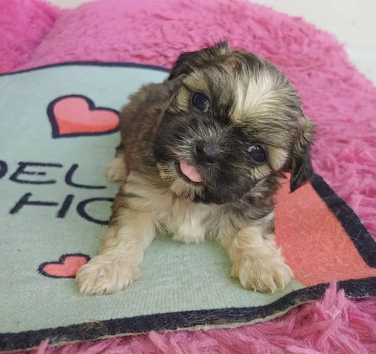 Último Disponible Shitzus Puros Legítimo