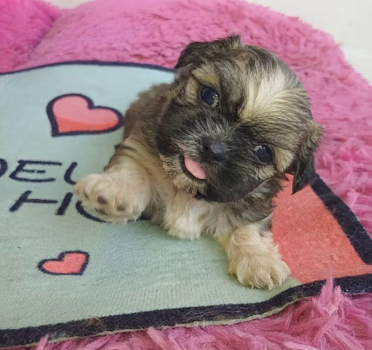 Cachorros Shih Tzu Legítimo Vacunado – El Regalo Perfecto SPS - Imagen 3