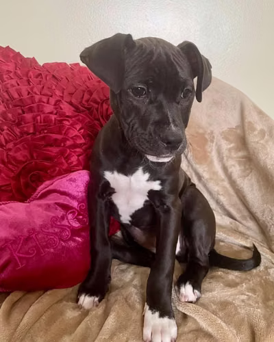 Jelly Bean's Story