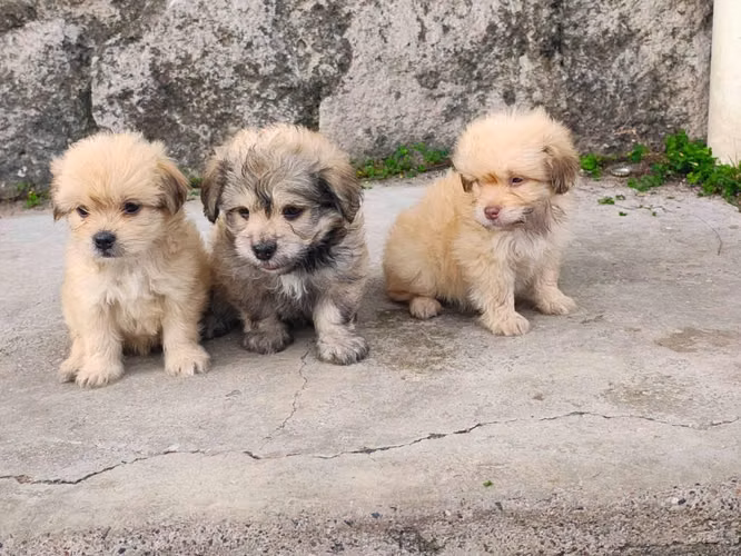Hermosos cachorros - Imagen 3
