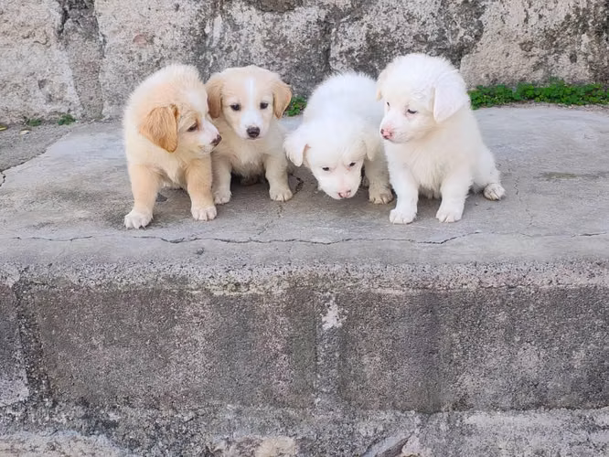 Hermosos cachorros