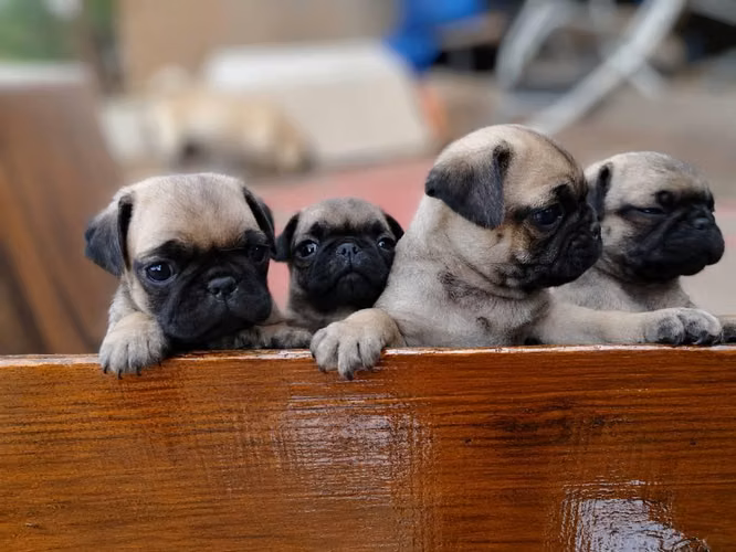 Pug
