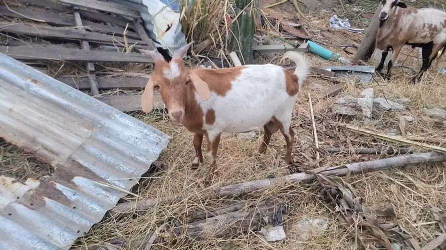 Ovejos