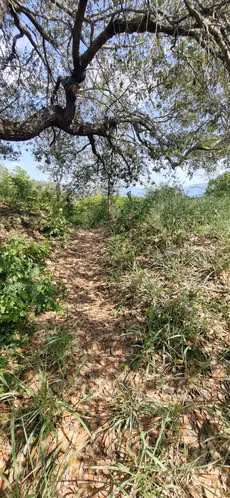 Terrenos en Venta  a precio de GANGA en Yoro, 73 manzanas