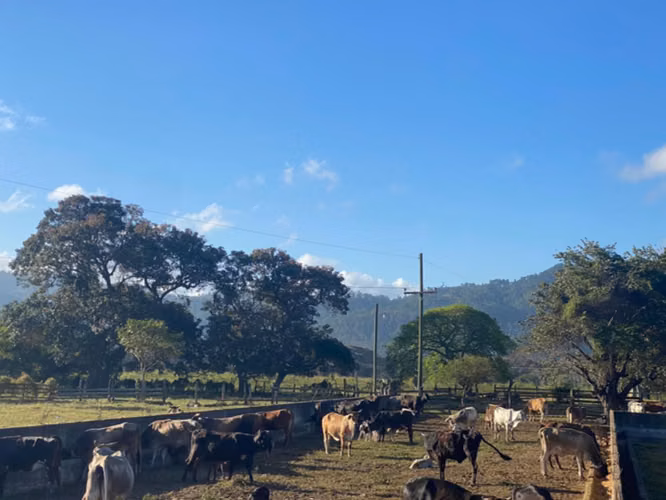 2,573 MANZANAS — EL TABLÓN, DANLÍ   OPORTUNIDAD DE INVERSIÓN AGROPECUARIA EN HONDURAS 