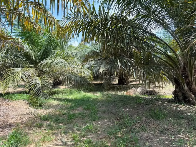 Finca de Palma
