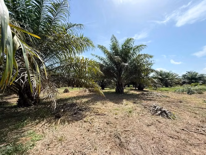Finca de Palma