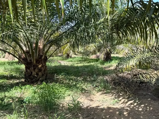 Finca de Palma