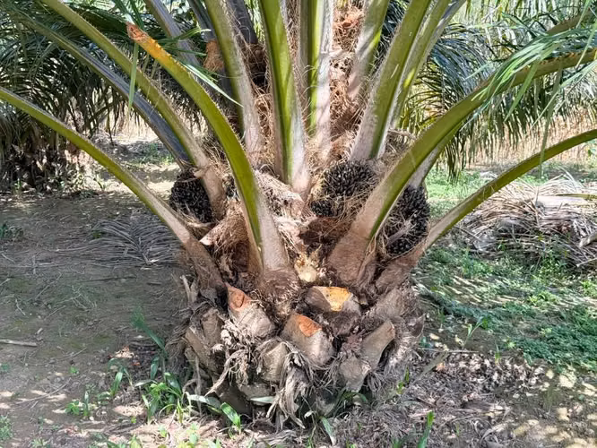 Finca de Palma