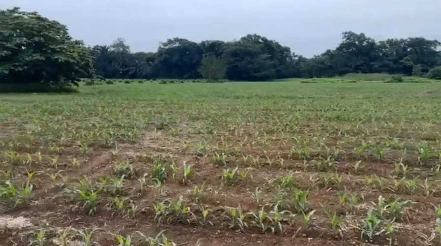Finca en venta