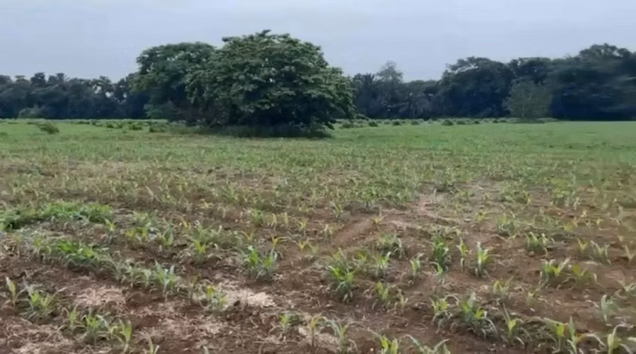 Finca en venta
