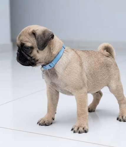 Pug - Imagen 1