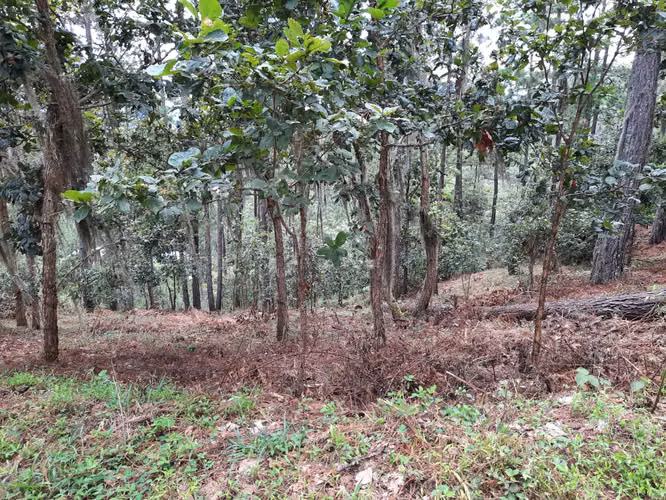 Ganga, Venta de terreno Santa Lucia