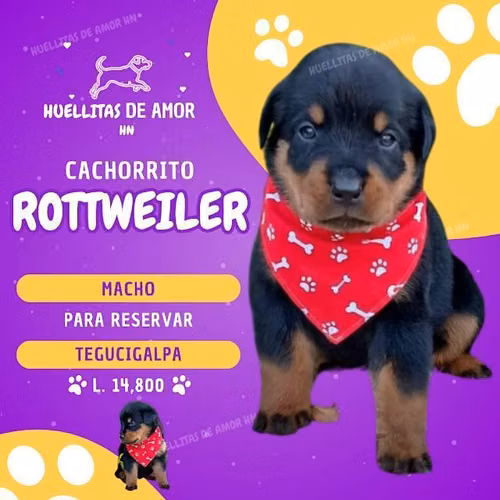Cachorritos Rottweiler Machos Disponible Reserva (TEGUCIGALPA) - Imagen 3