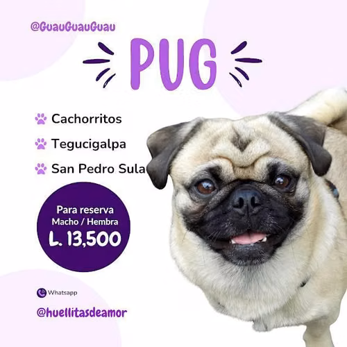 Mini Pug (Tegucigalpa)