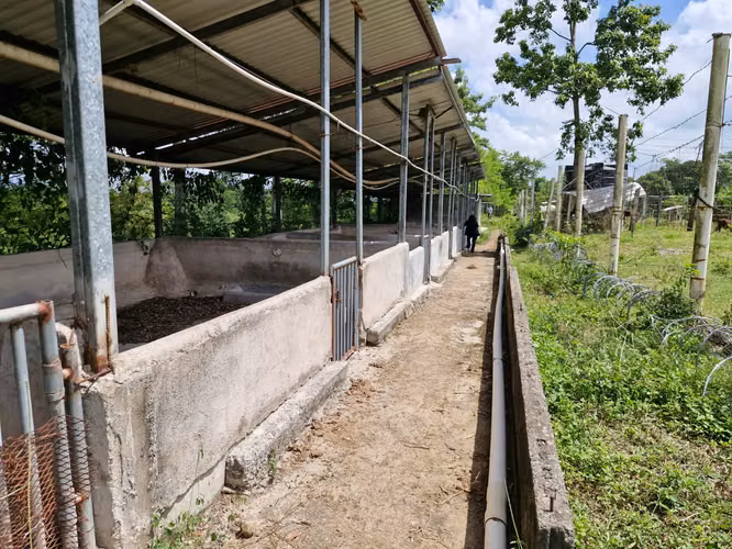  ¡PROPIEDAD EN VENTA DE 12 MANZANAS – OROPÉNDOLA, SANTA CRUZ DE YOJOA! - Imagen 4