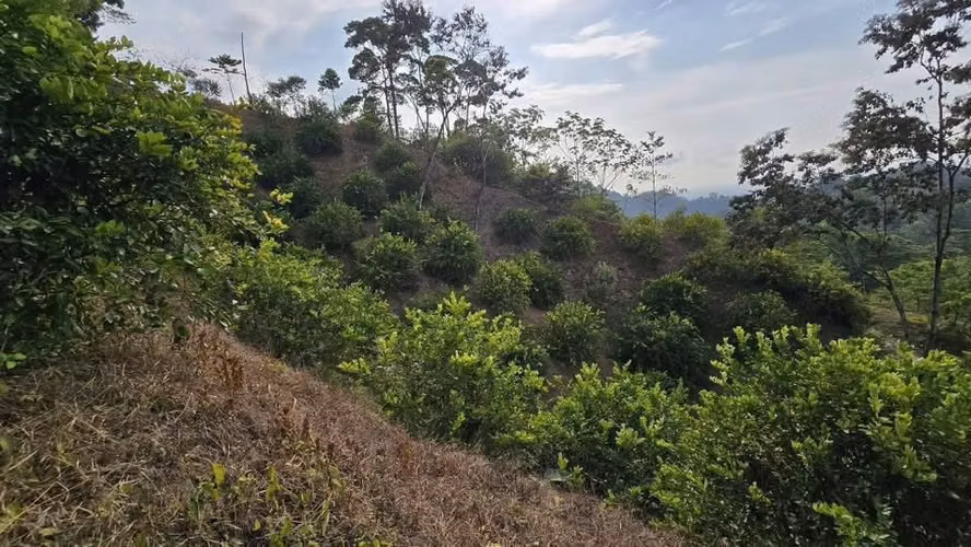  ¡PROPIEDAD EN VENTA DE 75 MANZANAS – OMOA, CORTÉS! - Imagen 8