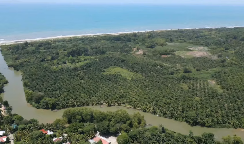 150 blocks are sold with African Palma in Jutiapa, Atlantis,