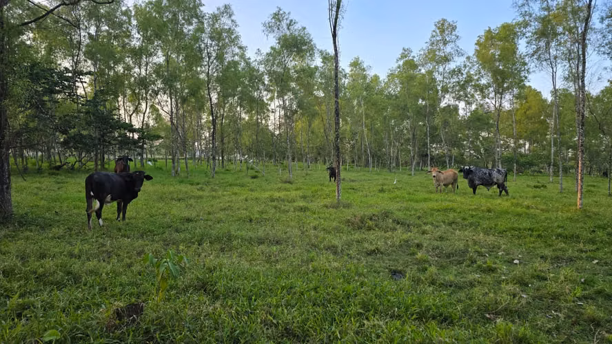  ¡PROPIEDAD EN VENTA EN RÍO CHIQUITO, OMOA – A ORILLA DE PAVIMENTO!