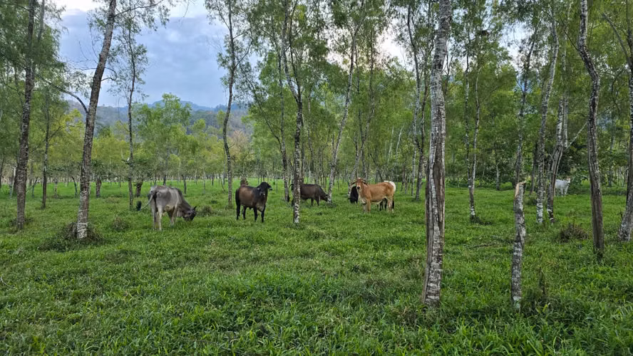  ¡PROPIEDAD EN VENTA EN RÍO CHIQUITO, OMOA – A ORILLA DE PAVIMENTO!