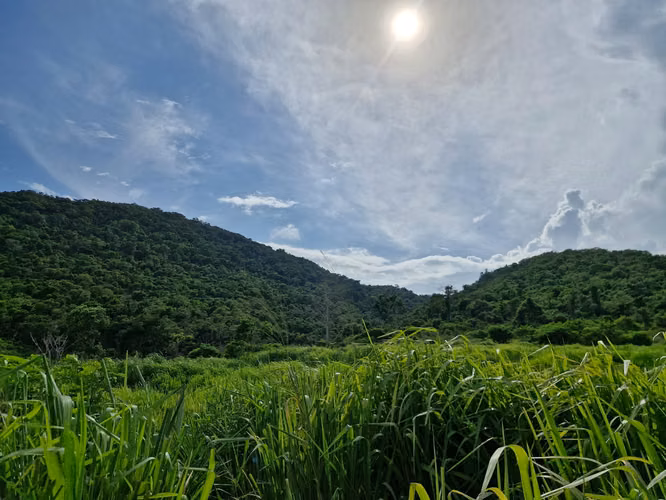  ¡FINCA EN VENTA EN SAN MANUEL, CORTÉS!  - Imagen 6