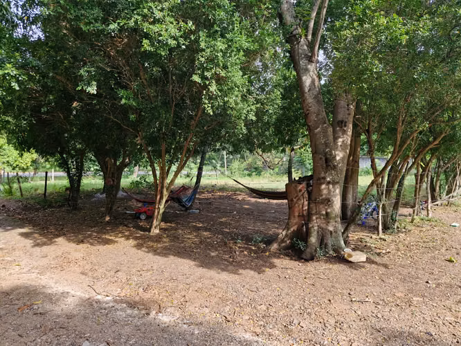  ¡FINCA EN VENTA EN SAN MANUEL, CORTÉS!  - Imagen 7
