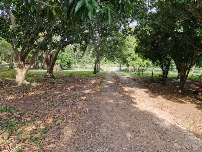  ¡FINCA EN VENTA EN SAN MANUEL, CORTÉS!  - Imagen 5