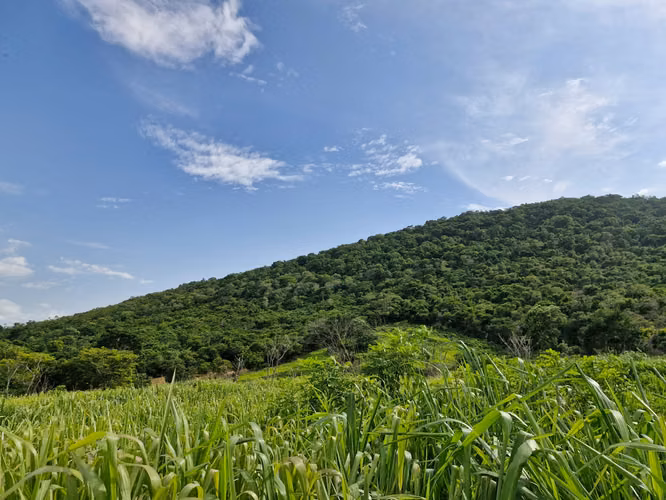  ¡FINCA EN VENTA EN SAN MANUEL, CORTÉS!  - Imagen 3