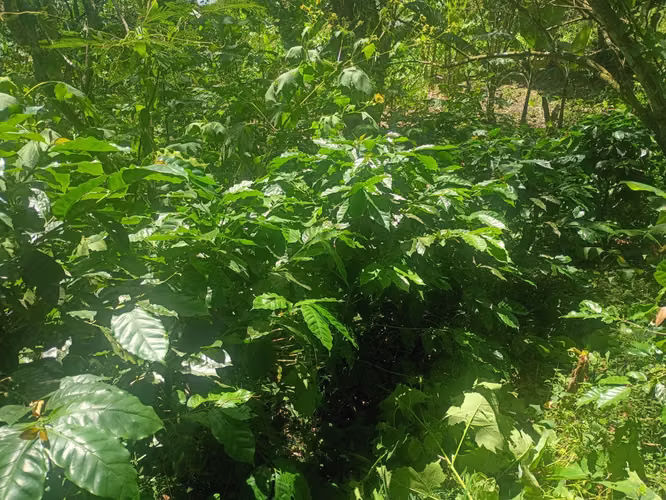 Negociable rico clima ideal para ganado oh agricultura tiene casa humilde y media mz de finca de café con ingreso vehícu