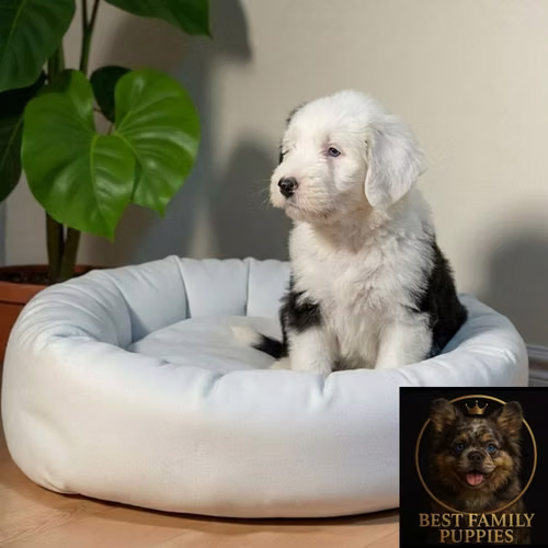 Cachorro VIEJO PASTOR INGLES (BOBTAIL) disponible