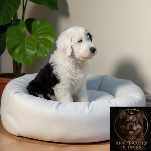 Cachorro VIEJO PASTOR INGLES (BOBTAIL) disponible