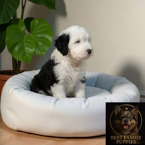 Cachorro VIEJO PASTOR INGLES (BOBTAIL) disponible