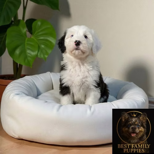Cachorro VIEJO PASTOR INGLES (BOBTAIL) disponible