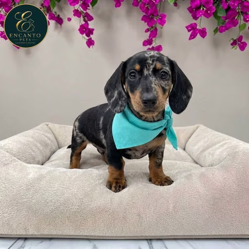 Cachorro Salchicha Miniatura Arlequín Plata / Miniature Dachshund Dapple Silver disponible