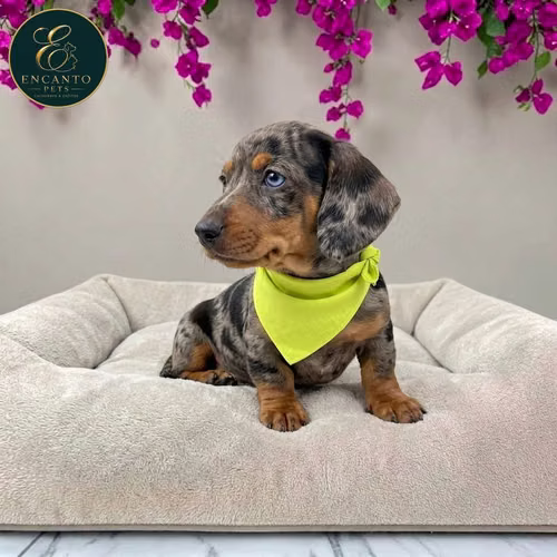 Cachorro Salchicha Miniatura Arlequín Plata / Miniature Dachshund Dapple Silver disponible