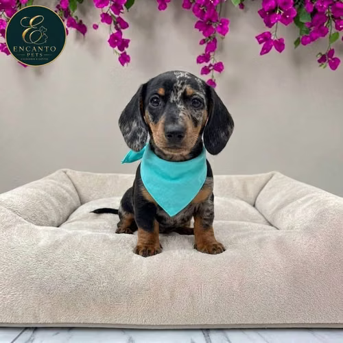 Cachorro Salchicha Miniatura Arlequín Plata / Miniature Dachshund Dapple Silver disponible