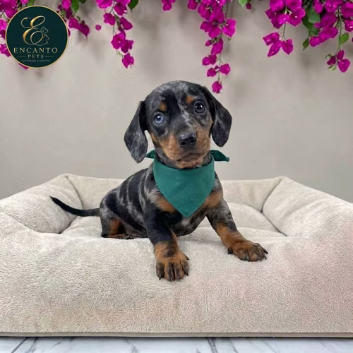 Cachorro Salchicha Miniatura Arlequín Plata / Miniature Dachshund Dapple Silver disponible